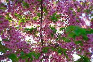 Kawazu cherry blossoms swirly blur in spring season close up photo