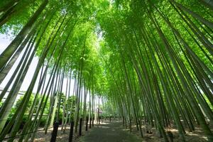 A green bamboo forest in spring sunny day wide shot low angle photo