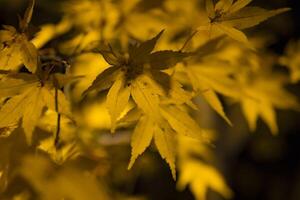 An illuminated yellow leaves at the traditional garden at night in autumn close up photo