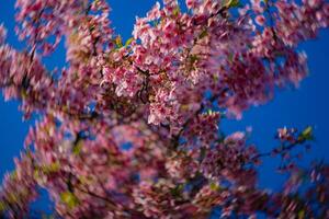 Kawazu cherry blossoms swirly blur in spring season close up photo