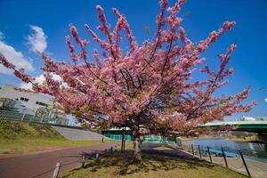 Kawazu cherry blossoms in full bloom at the park wide shot photo