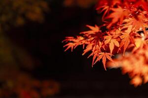 An illuminated red leaves at the traditional garden at night in autumn close up photo