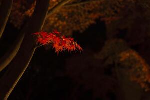 An illuminated red leaves at the traditional garden at night in autumn close up photo