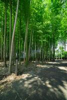 A green bamboo forest in spring sunny day wide shot photo