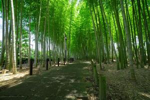 A green bamboo forest in spring sunny day wide shot photo