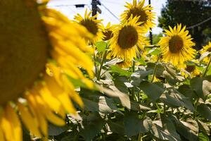 girasoles a el granja soleado día foto