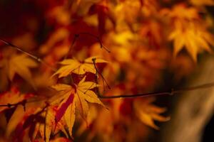 An illuminated red leaves at the traditional garden at night in autumn close up photo