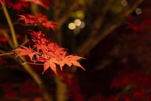 An illuminated red leaves at the traditional garden at night in autumn close up photo