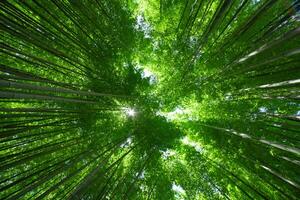 A green bamboo forest in spring sunny day wide and top shot photo