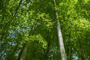 Green bamboo leaves in Japanese forest in spring sunny day photo