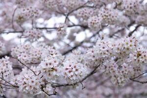 Cherry blossom at the park cloudy day photo