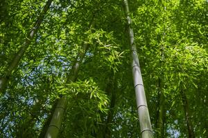 verde bambú hojas en japonés bosque en primavera soleado día foto