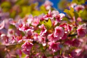 Kawazu cherry blossoms in spring season close up photo