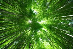 un verde bambú bosque en primavera soleado día amplio y parte superior Disparo foto