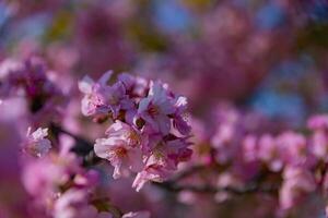 kawazu Cereza flores en lleno floración a el parque cerca arriba Mano foto