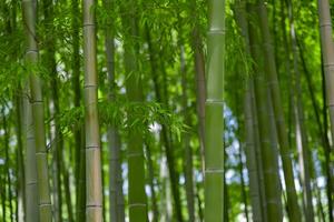 Green bamboo leaves in Japanese forest in spring sunny day photo