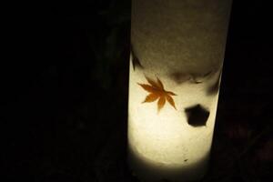 An illuminated red leaves in the light at the traditional garden at night in autumn photo