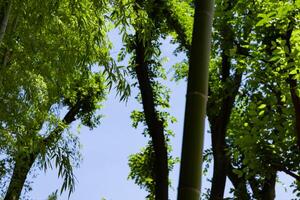 Green bamboo leaves in Japanese forest in spring sunny day photo