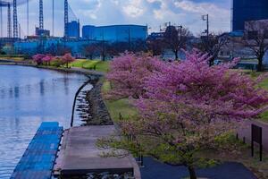 Kawazu cherry blossoms in full bloom at the park wide shot photo