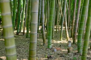 un verde bambú bosque en primavera soleado día foto