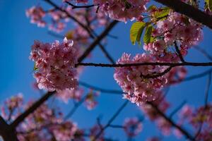 kawazu Cereza flores en lleno floración a el parque cerca arriba Mano foto