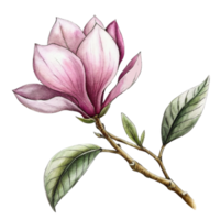 AI generated A pink magnolia flower is the central focus, with its petals gently overlapped and the interior gradient softly blending from white to a deeper pink png