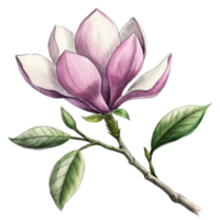 AI generated A pink magnolia flower is the central focus, with its petals gently overlapped and the interior gradient softly blending from white to a deeper pink png