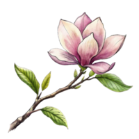 AI generated A pink magnolia flower is the central focus, with its petals gently overlapped and the interior gradient softly blending from white to a deeper pink png