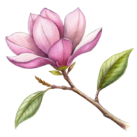 AI generated A pink magnolia flower is the central focus, with its petals gently overlapped and the interior gradient softly blending from white to a deeper pink png