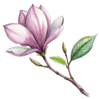 AI generated A pink magnolia flower is the central focus, with its petals gently overlapped and the interior gradient softly blending from white to a deeper pink png