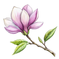 AI generated A pink magnolia flower is the central focus, with its petals gently overlapped and the interior gradient softly blending from white to a deeper pink png