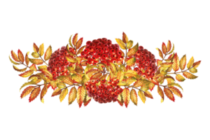Autumn mountain ash, a composite bouquet. The watercolor is hand-drawn. Artistic, color, colorized illustration. Isolate. For labels, packages. For, printed products. For stickers, posters and banners png