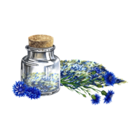 Dried, crushed medicinal herb cornflower. A bottle with dried cornflowers. Watercolor illustration, hand-drawn. Healthy tea and medicinal herbs. For packaging layout, label, menu and banner. png