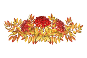 Autumn mountain ash, a composite bouquet. The watercolor is hand-drawn. Artistic, color, colorized illustration. Isolate. For labels, packages. For, printed products. For stickers, posters and banners png