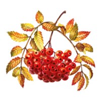 Autumn mountain ash. Rowan fruits. The watercolor is hand-drawn. Artistic, color, colorized illustration. Isolate. For labels, packages. For calendars, printed product. For sticker, poster and banner png