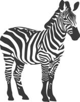 AI generated Silhouette zebra animal black color only vector