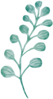 Watercolor hand drawn illustration of seaweed in green color png