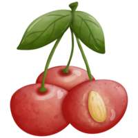 Cherry watercolor elements so cute png