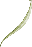 acuarela con campanilla hoja png