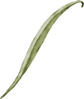 acuarela con campanilla hoja png