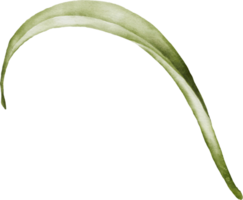 acuarela con campanilla hoja png