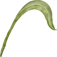 acuarela con campanilla hoja png