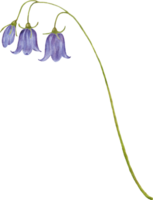 acquerello mazzi di fiori con campanula fiore png
