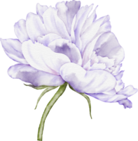 peonía flor elemento png