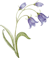 Aquarell Blumensträuße mit Glockenblume Blume png