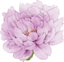 pion blomma element png