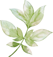 Peony Leaves Element png