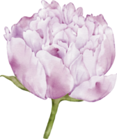 Pfingstrose Blume Element png