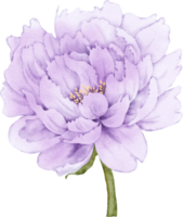 pioen bloem element png