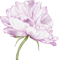 peonia fiore elemento png